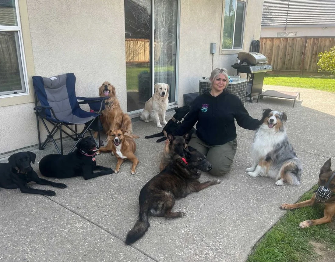 Olivia of Countryside Canine with nine client dogs holding a group down-stay
